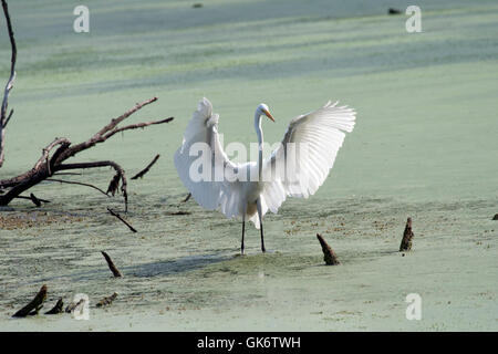 Silberreiher Flügel im Teich ausbreitet Stockfoto