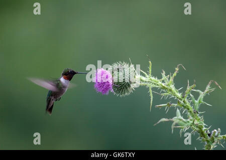 Männliche Rubin-throated Kolibri schwebt in der Nähe von Distel Stockfoto