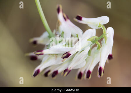 Rampen-Erdrauch (Fumaria Capreolata) Blüten Stockfoto