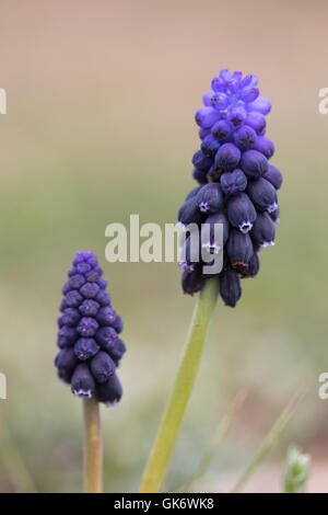 Grape Hyacinth (Muscari Neglectum) Blumen Stockfoto