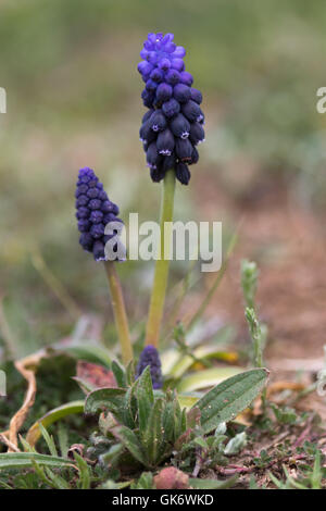 Grape Hyacinth (Muscari Neglectum) Blumen Stockfoto