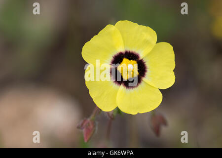 Jährliche Rock Rose (Tuberaria Guttata) Blume Stockfoto