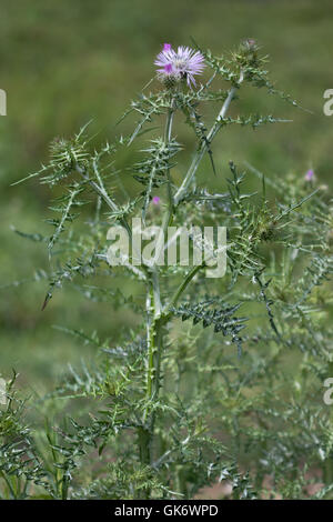 Lila Milk Thistle (Galactites Tomentosa) Stockfoto