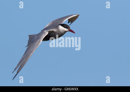 Erwachsenen Schnurrbärtiger Seeschwalbe (Chlidonias Hybridus) im Flug Stockfoto