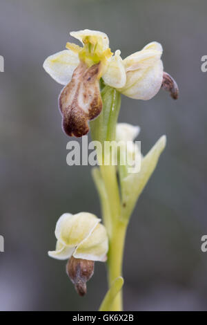 Düstere Biene Orchidee / stumpf Biene Orchidee (Ophrys Fuscus) Blume Stockfoto