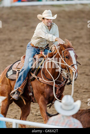 Rodeo Cowboy auf Pferd Wettbewerb in Kalb roping oder Tie-Down Abseilen Event, Chaffee County Fair & Rodeo, Salida, Colorado, USA Stockfoto