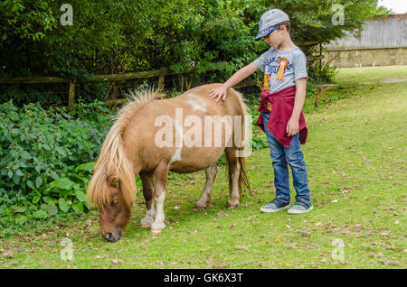 Ein kleiner Junge streichelt ein Shetland-Pony. Stockfoto