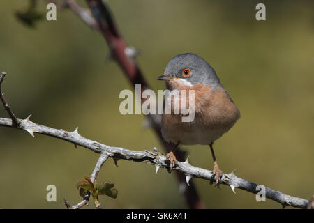 männliche Western subalpinen Grasmücke (Sylvia Cantillans Cantillans) Stockfoto