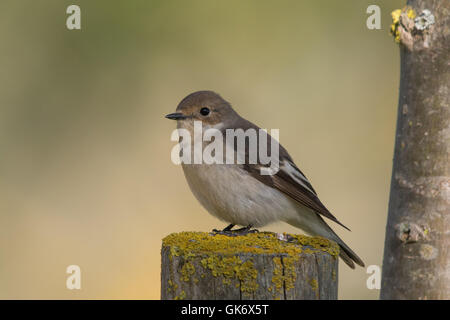 weiblichen europäischen Trauerschnäpper (Ficedula Hypoleuca) Stockfoto