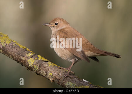 Nachtigall (Luscinia Megarhynchos) Stockfoto