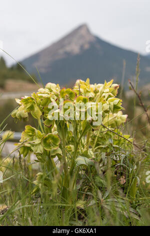 Stinkende Nieswurz (Helleborus Foetidus) Blumen Stockfoto