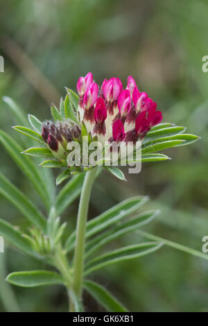 Berg Niere Wicke (Anthyllis Montana) Blume Stockfoto