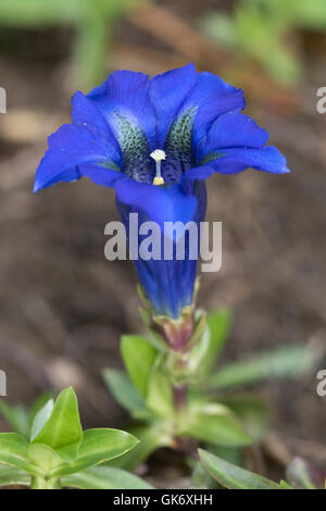 Enzian (Gentiana Acaulis) Blume Trompete Stockfoto