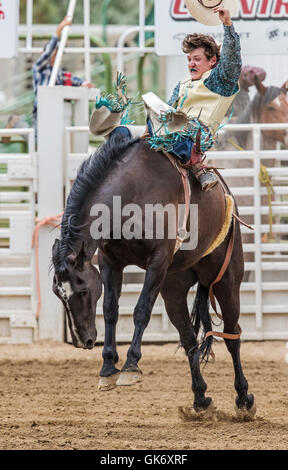 Rodeo Cowboy Reiten ein unruhiges Pferd, Sattel Bronc Wettbewerb, Chaffee County Fair & Rodeo, Salida, Colorado, USA Stockfoto