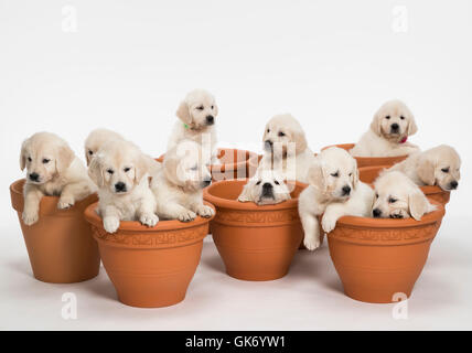 Studio Foto von elf weißen - Platin - Beige Golden Retriever Welpen in Blumentöpfe. Stockfoto