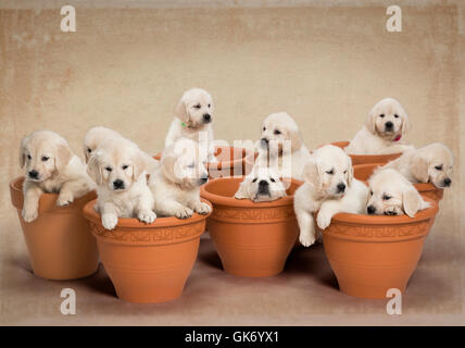 Studio Foto von elf weißen - Platin - Beige Golden Retriever Welpen in Blumentöpfe. Stockfoto