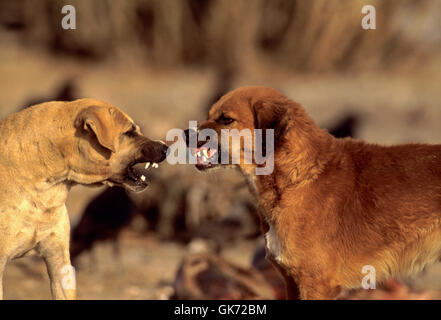Streunenden Hunde kämpfen über tierische Abfälle Dump, (seit Geier Rückgang wilden Hund Bevölkerung hat über Indien erhöht), Rajasthan, Indien Stockfoto