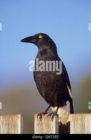 Trauerschnäpper Currawong, Strepera Graculina, sitzen auf Zaun, Byron Bay, New South Wales, Australien Stockfoto