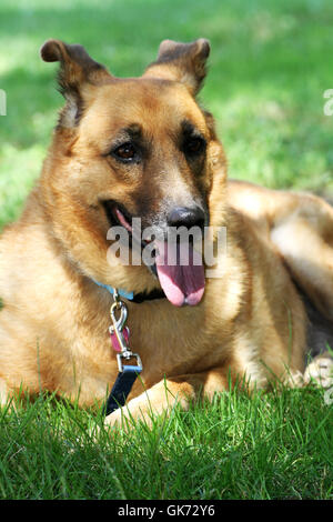 Schöne glückliche Deutsche Schäferhund Verlegung auf einer Wiese Stockfoto