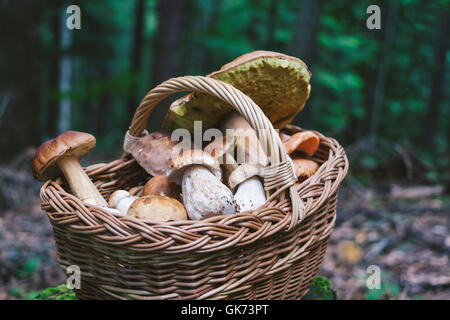 Pilze in den Korb auf den Stumpf während Pilze aus dem Boden. Stockfoto