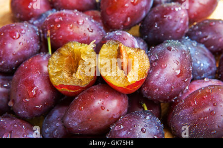 Pflaume Prunus domestica Stockfoto