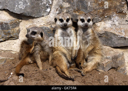 Erdmännchen Familie mit Jungtier Stockfoto