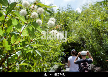 Florida, Süden, Tamiami Trail, Florida Everglades, Everglades National Park, Shark Valley, tropisches Feuchtgebiet, Umwelt, Ökosystem, Wanderweg, Vegetation, BU Stockfoto