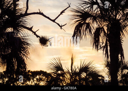 Florida, Süden, Neapel, Collier County, Gordon River Water Greenway Park, öffentlicher Park, Wanderweg, Landschutz, Outdoor, Vegetation, Zweig, Brome Stockfoto