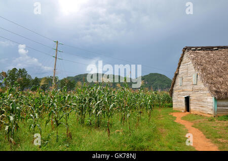 Casa de Tabaco ii Stockfoto