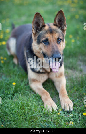 master Deutsch Hund Stockfoto