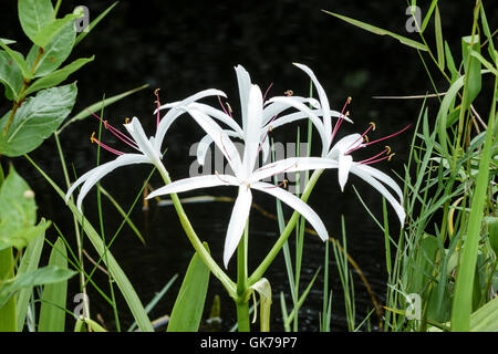 Florida, Süden, Tamiami Trail, Florida Everglades, Everglades National Park, Shark Valley, tropisches Feuchtgebiet, Umwelt, Lebensraum, Ökosystem, Vegetation, Blume Stockfoto