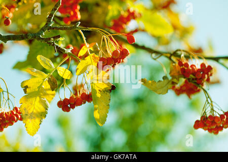 Vogelbeeren Stockfoto