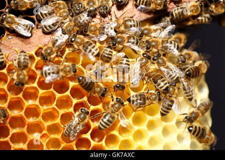 Bienen besetzt Stockfoto