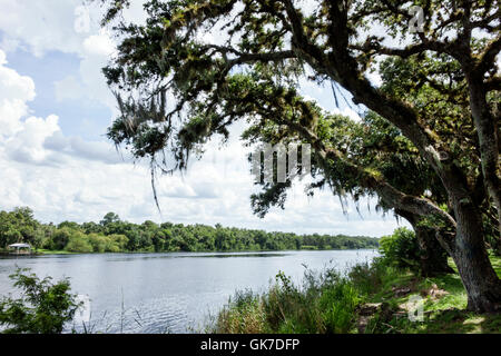 Florida Hendry County, La Belle, Caloosahatchee River, Bob Mason Waterfront Park, öffentlicher Park, Baum, lebende Eiche, spanischer Moos, Stamm, Barke, FL160630014 Stockfoto