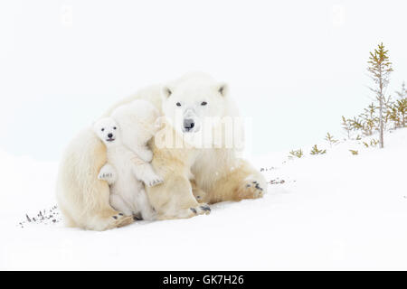 Eisbär-Mutter (Ursus Maritimus) aufstehen mit zwei spielenden Jungen, Wapusk-Nationalpark, Manitoba, Kanada Stockfoto