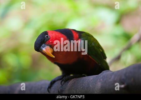 Frauenlori (Lorius Lory Erythrothorax), auch bekannt als die dreifarbigen Lory. Tierwelt Tier. Stockfoto