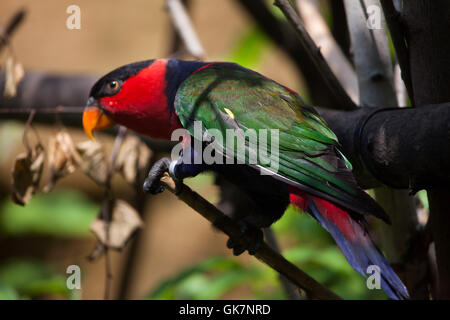 Frauenlori (Lorius Lory Erythrothorax), auch bekannt als die dreifarbigen Lory. Tierwelt Tier. Stockfoto