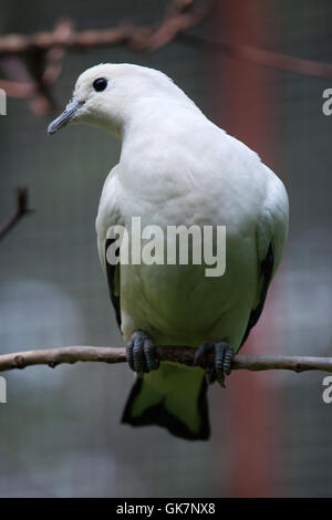 Pied imperial Taube (Ducula bicolor). Tierwelt Tier. Stockfoto