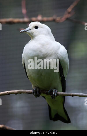 Pied imperial Taube (Ducula bicolor). Tierwelt Tier. Stockfoto