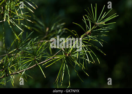 Japanische Dach Kiefer (Sciadopitys Verticillata), auch bekannt als die Koyamaki. Nadelbaum Pflanze. Stockfoto