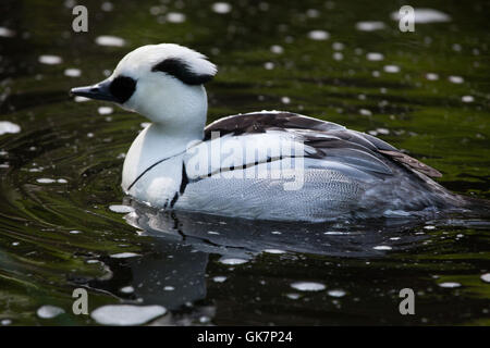 Zwergsäger (Mergellus Albellus). Tierwelt Tier. Stockfoto