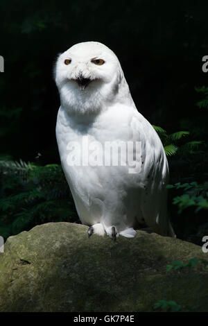 Schnee-Eule (Bubo Scandiacus). Tierwelt Tier. Stockfoto