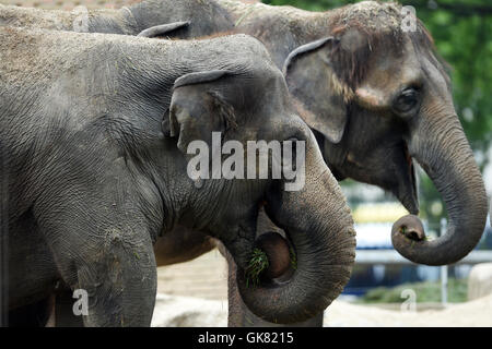 Berlin, Deutschland. 18. August 2016. Elefanten im Zoo in Berlin, Deutschland, 18. August 2016 gemeinsam essen. Foto: MAURIZIO GAMBARINI/Dpa/Alamy Live News Stockfoto