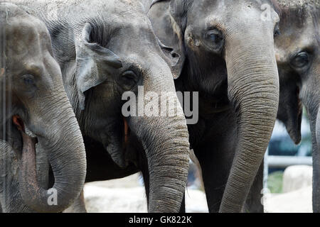 Berlin, Deutschland. 18. August 2016. Elefanten im Zoo in Berlin, Deutschland, 18. August 2016 gemeinsam essen. Foto: MAURIZIO GAMBARINI/Dpa/Alamy Live News Stockfoto