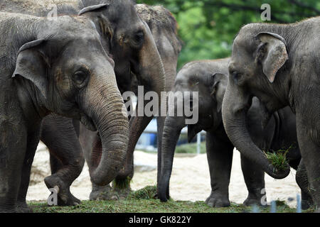 Berlin, Deutschland. 18. August 2016. Elefanten im Zoo in Berlin, Deutschland, 18. August 2016 gemeinsam essen. Foto: MAURIZIO GAMBARINI/Dpa/Alamy Live News Stockfoto