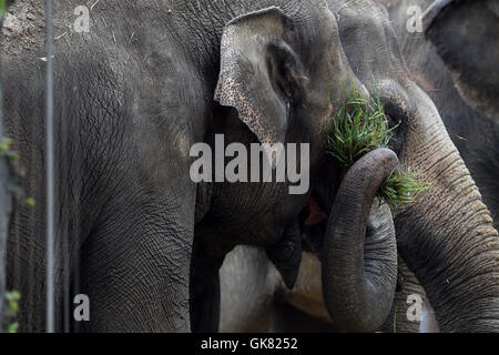 Berlin, Deutschland. 18. August 2016. Elefanten im Zoo in Berlin, Deutschland, 18. August 2016 gemeinsam essen. Foto: MAURIZIO GAMBARINI/Dpa/Alamy Live News Stockfoto