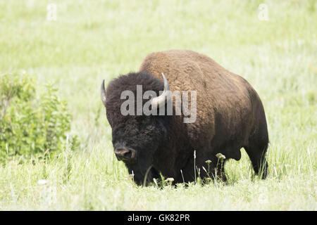 Lawton, Oklahoma, USA. 8. November 2016. Büffel durchstreifen die Fahrbahn in den Wichita Mountains Wildlife Refuge. Die Hütte befindet sich im südwestlichen Oklahoma in der Nähe von Lawton, entstand im Jahre 1901. Im Jahre 1907 transportiert die American Bison Society 15 Bison, sechs Stiere und neun Kühe aus dem New York Zoological Park bis zur Schutzhütte. Zu diesem Zeitpunkt hatte Bison ausgestorben in den südlichen Great Plains seit 30 Jahren. Die Bison Herde jetzt zahlen etwa 650 auf der Hütte. Späteren Longhorn steuert und Elch befanden sich dort. Es ist die älteste verwalteten Tierwelt-Anlage in der United States Fish and Wildlife Service System. Stockfoto