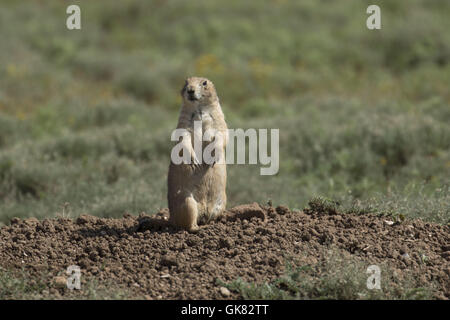 Lawton, Oklahoma, USA. 8. November 2016. Ein Präriehund durchstreift den Wichita Mountains. Im Jahre 1901 gegründet, ist Wichita Mountains Wildlife Refuge in der Nähe von Lawton, Oklahoma, eines mehr als 556 Rückzugsgebiete in den Vereinigten Staaten verwaltet. Refugio 59.020 Hektar beherbergt ein seltenes Stück aus der Vergangenheit. Die Schutzhütte bietet Lebensraum für große native weidenden Tiere wie Bisons, Rocky Mountain Elche und Weißwedelhirsche. Texas Longhorn Rindern teilen auch Zuflucht Weideflächen als kulturelles und historisches Erbe Spezies. Wenn Präsident Teddy Roosevelt wollte die Büffel, wild, He Mov wieder einführen Stockfoto