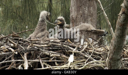 Pembroke Pines, Florida, USA. 8. November 2016. in ihrer Pembroke Pines. Florida-Nest. Die Eagles waren Mitte Januar geboren. Die Erwachsenen Adler lebt seit 2008 in ihr Nest. © J Pat Carter/ZUMA Draht/Alamy Live-Nachrichten Stockfoto