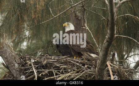 Pembroke Pines, Florida, USA. 8. November 2016. in ihrer Pembroke Pines. Florida-Nest. Die Eagles waren Mitte Januar geboren. Die Erwachsenen Adler lebt seit 2008 in ihr Nest. © J Pat Carter/ZUMA Draht/Alamy Live-Nachrichten Stockfoto